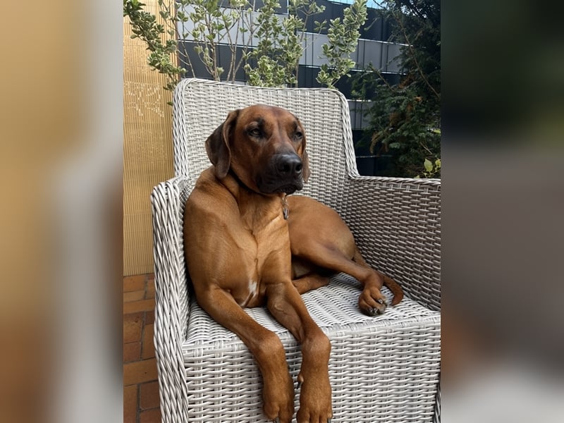 Rhodesian Ridgeback