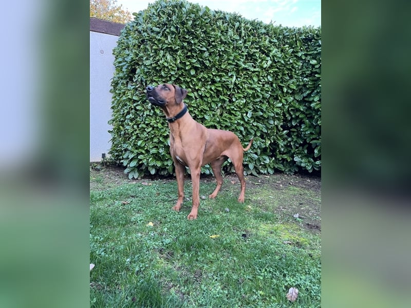 Rhodesian Ridgeback