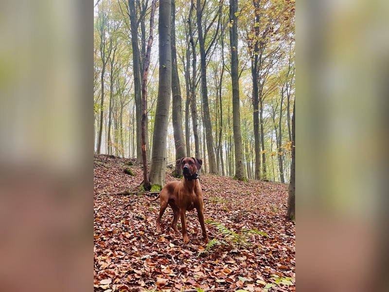 Rhodesian Ridgeback