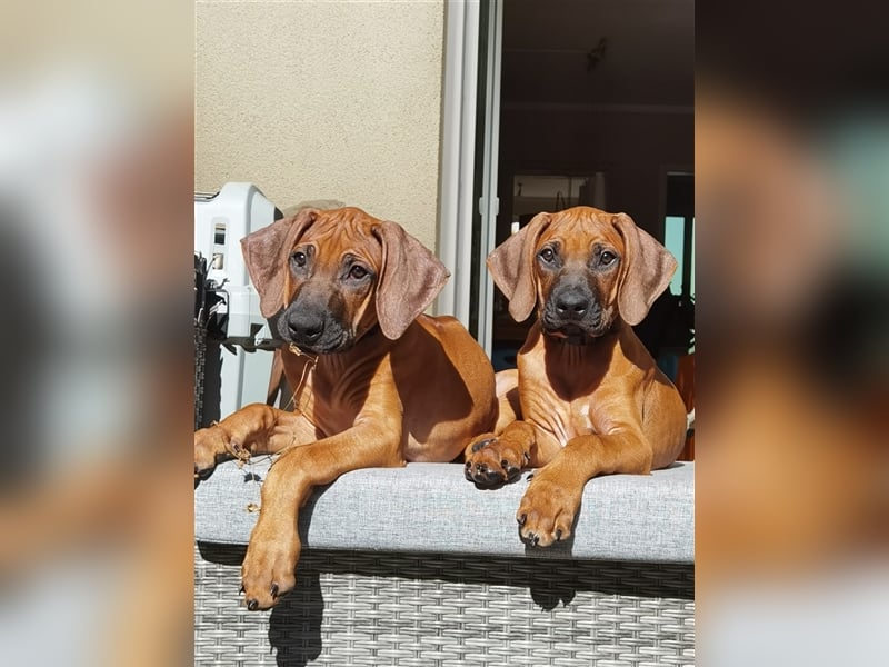 Rhodesian Ridgeback Outcross Verpaarung