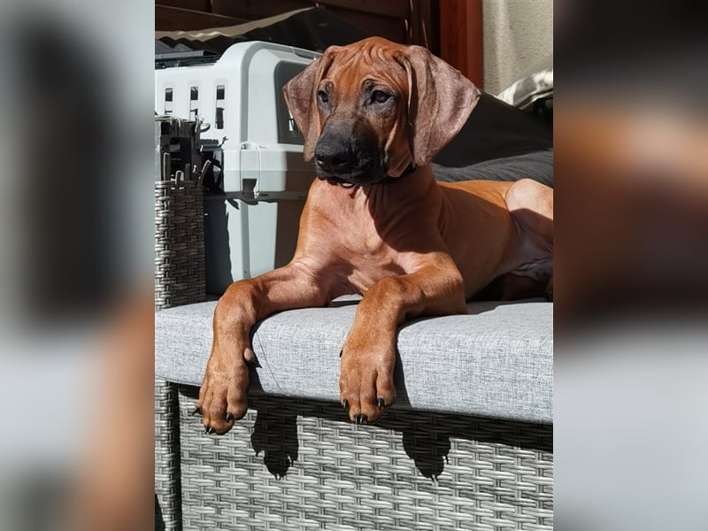 Rhodesian Ridgeback Outcross Verpaarung