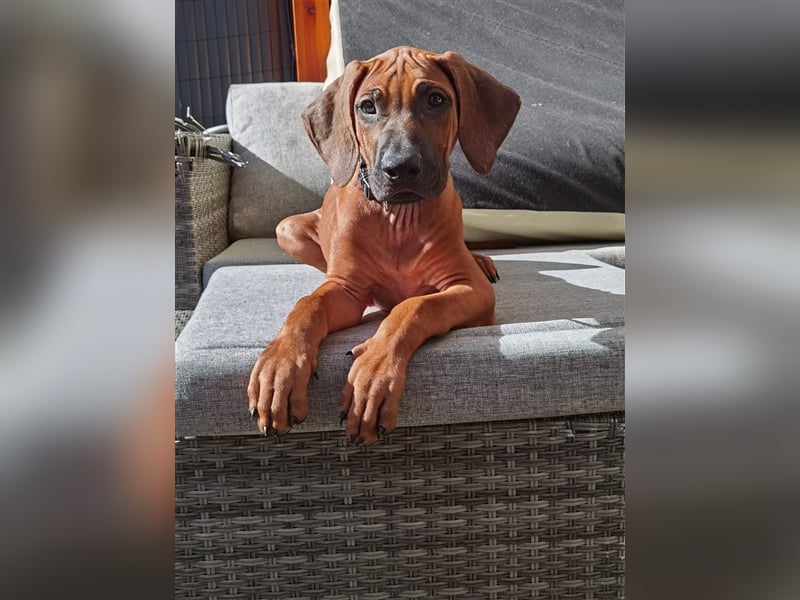 Rhodesian Ridgeback Outcross Verpaarung