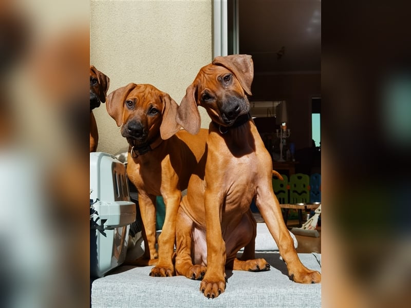 Rhodesian Ridgeback Outcross Verpaarung