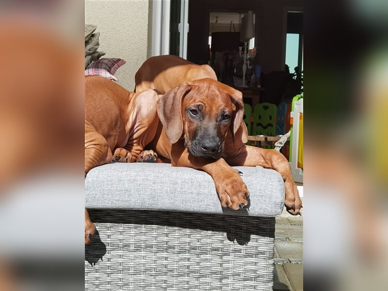 Rhodesian Ridgeback Outcross Verpaarung