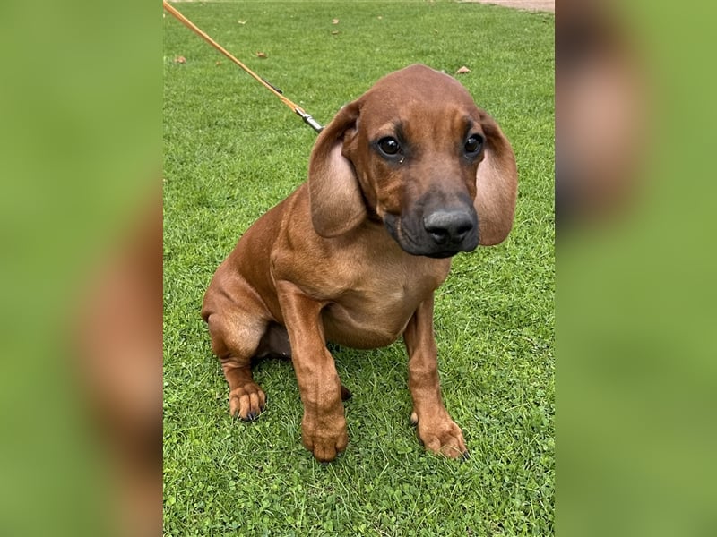 Rhodesian Ridgeback x Bayrischer Gebirgsschweisshund