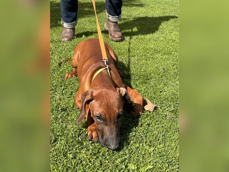 Rhodesian Ridgeback x Bayrischer Gebirgsschweisshund