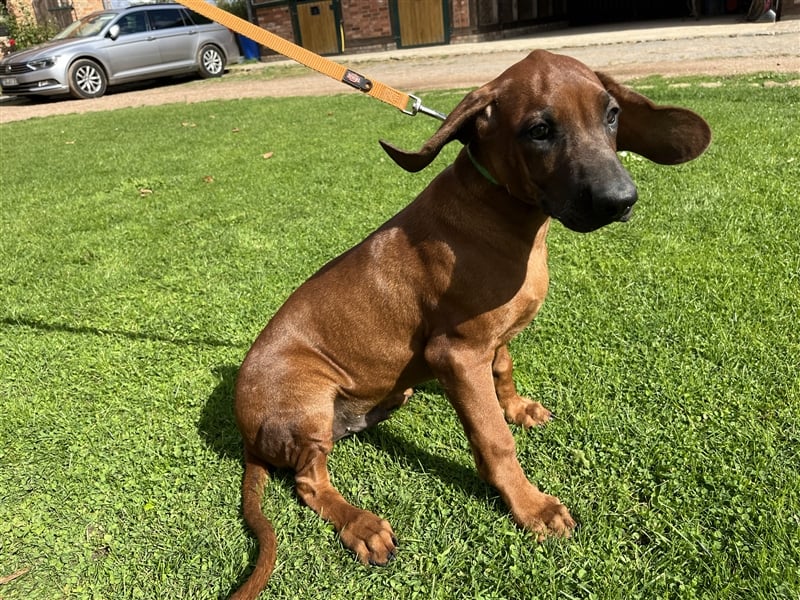 Rhodesian Ridgeback x Bayrischer Gebirgsschweisshund