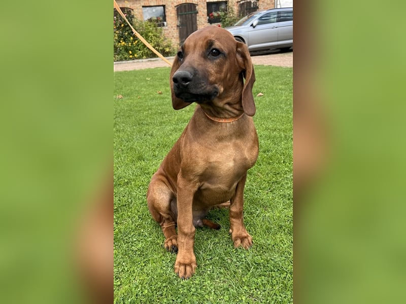 Rhodesian Ridgeback x Bayrischer Gebirgsschweisshund