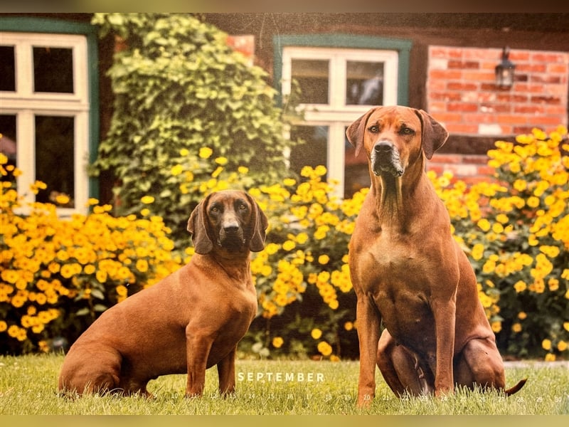 Rhodesian Ridgeback x Bayrischer Gebirgsschweisshund