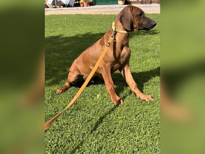 Rhodesian Ridgeback x Bayrischer Gebirgsschweisshund