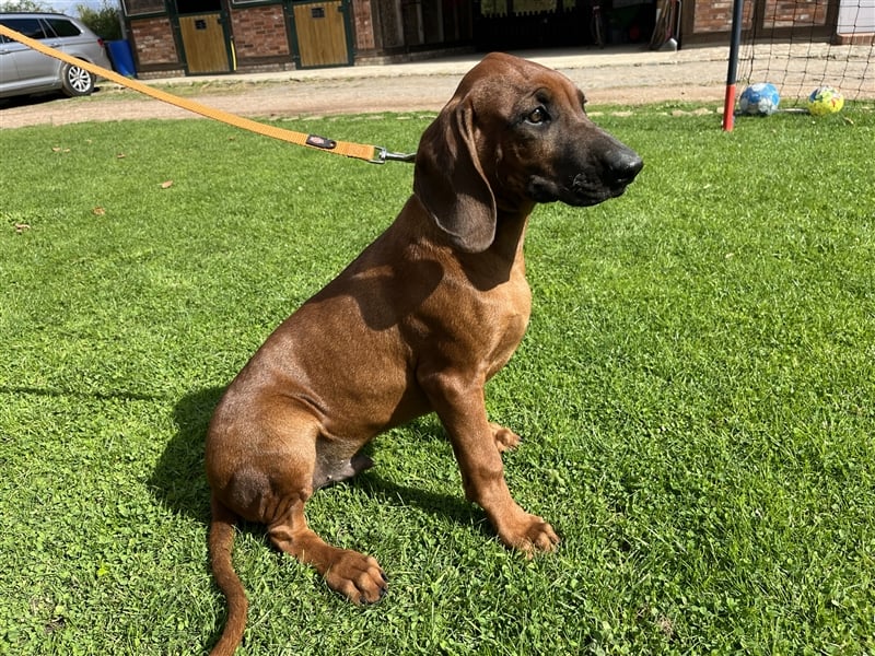 Rhodesian Ridgeback x Bayrischer Gebirgsschweisshund