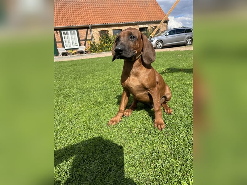 Rhodesian Ridgeback x Bayrischer Gebirgsschweisshund