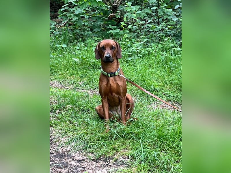 Rhodesian Ridgeback x Bayrischer Gebirgsschweisshund