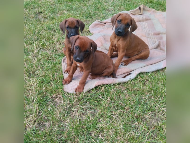 Süße Rhodesian Ridgeback Welpen