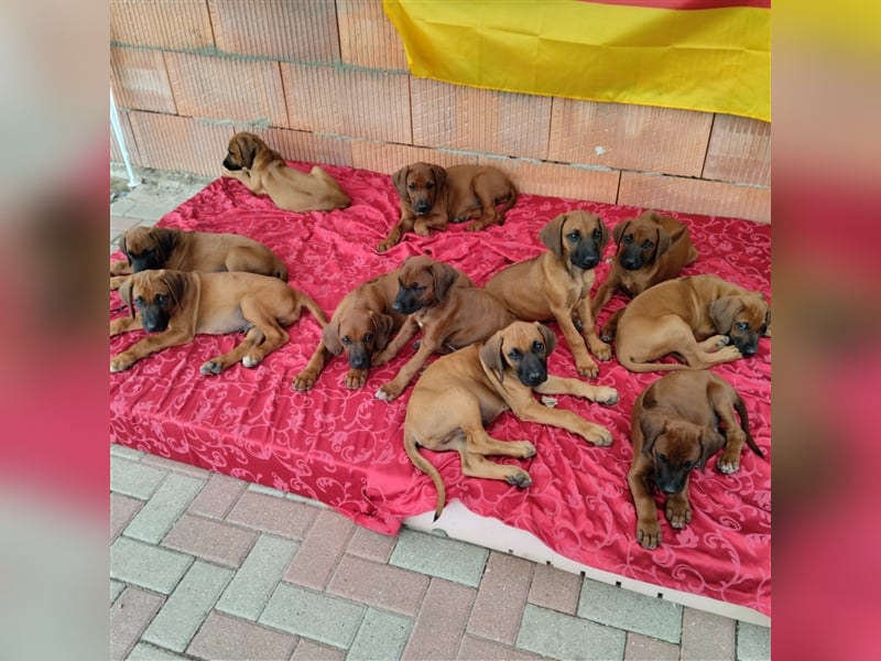 Süße Rhodesian Ridgeback Welpen