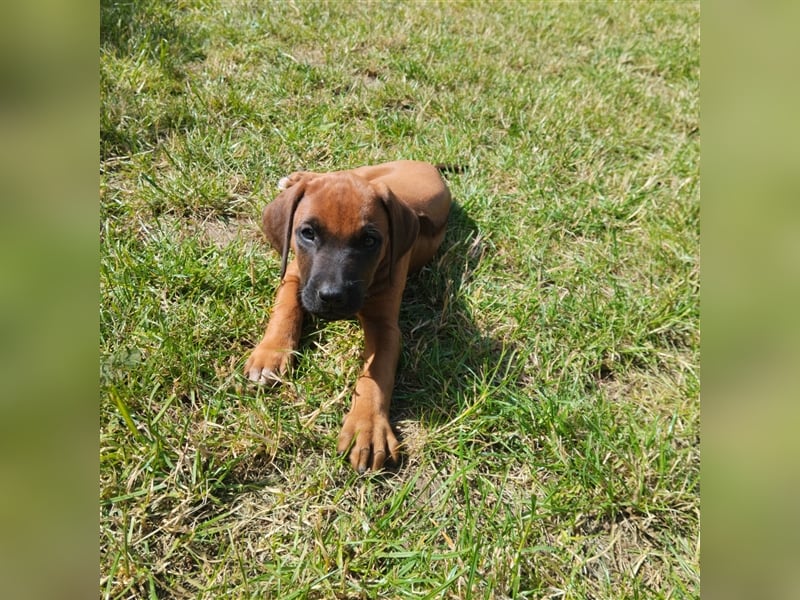 Süße Rhodesian Ridgeback Welpen