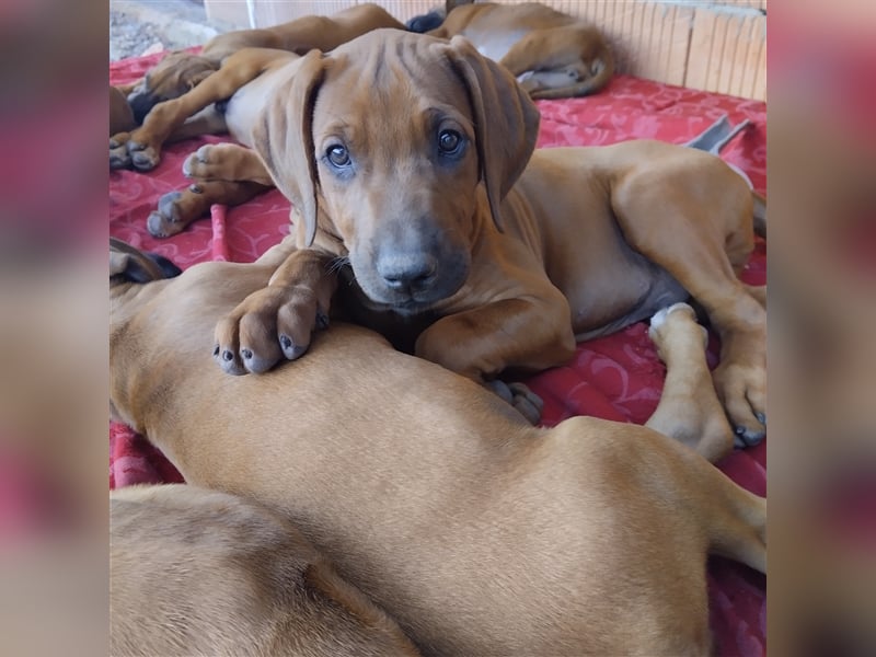 Süße Rhodesian Ridgeback Welpen