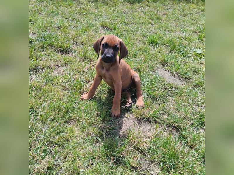 Süße Rhodesian Ridgeback Welpen