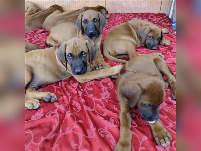 Süße Rhodesian Ridgeback Welpen