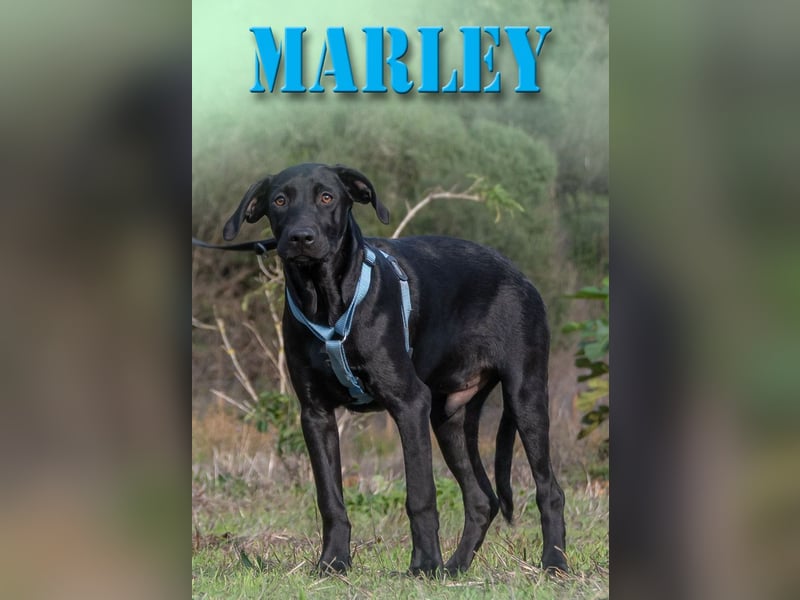 Marley – einer von sechs temperamtenvollen Gesellen