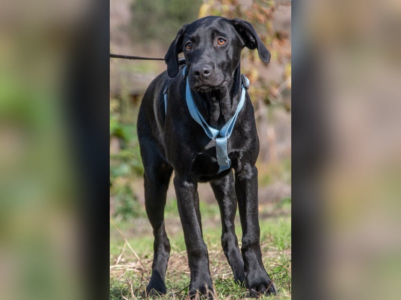 Marley – einer von sechs temperamtenvollen Gesellen