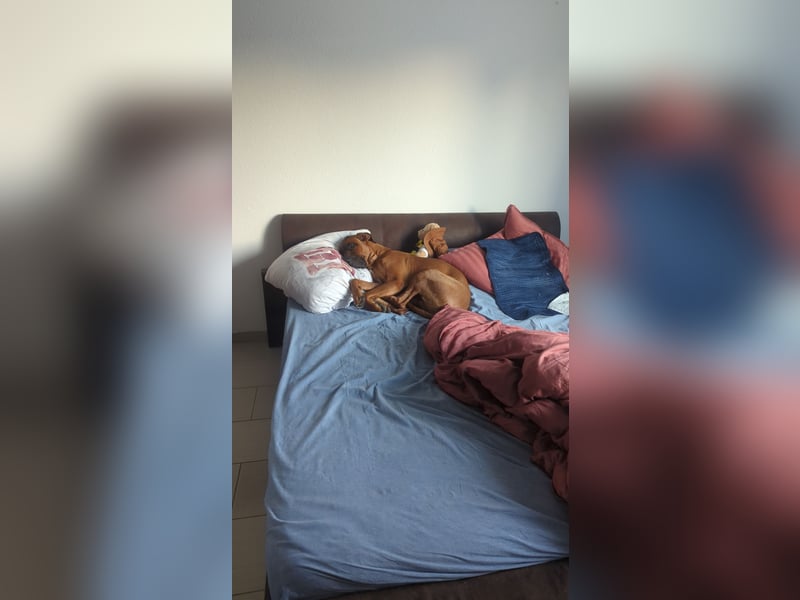 Apollo sucht ein Zuhause