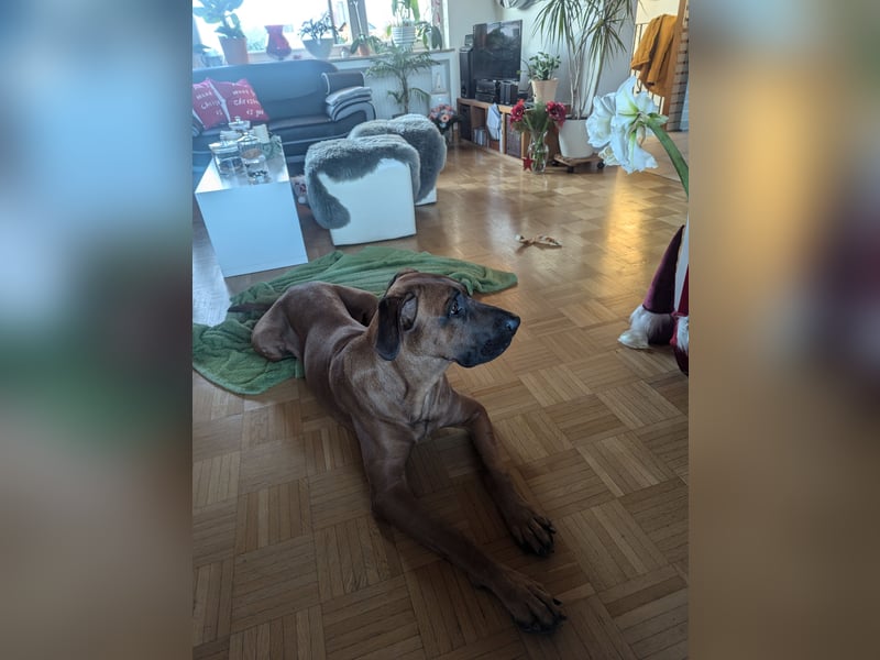 Apollo sucht ein Zuhause