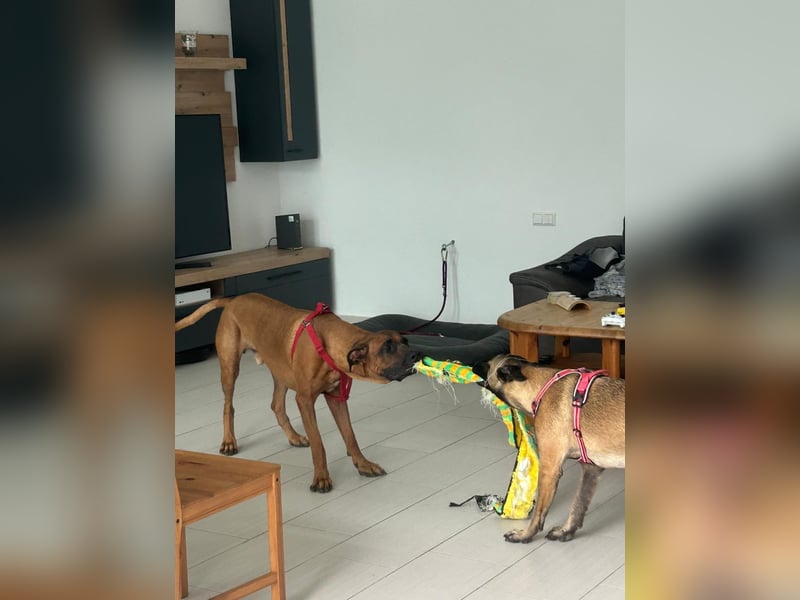 Apollo sucht ein Zuhause