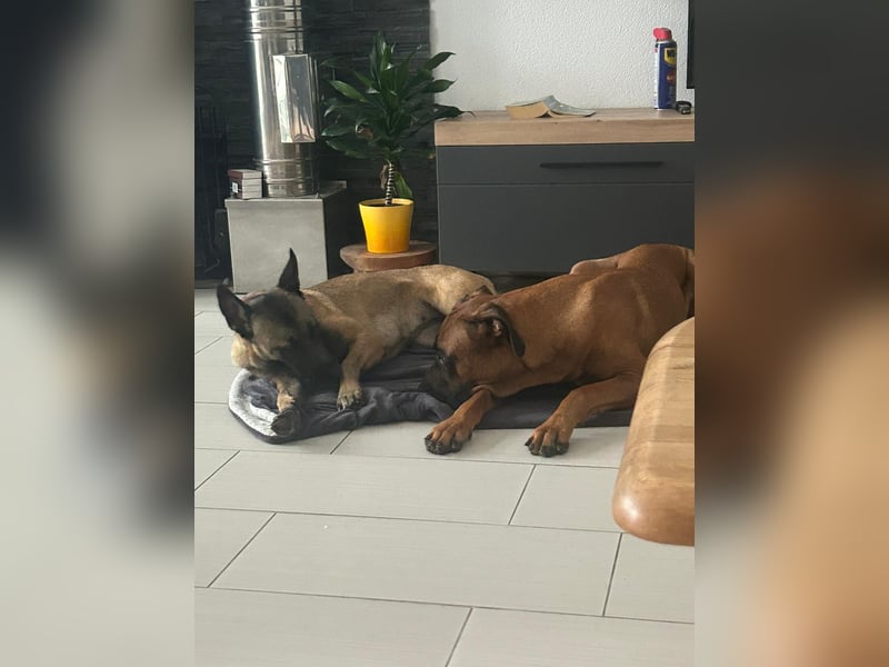 Apollo sucht ein Zuhause