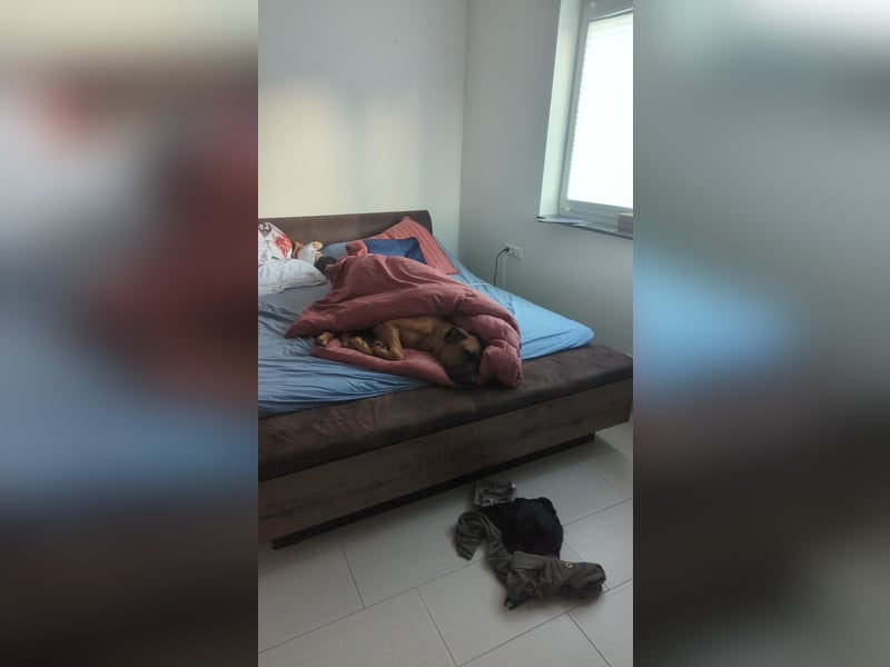 Apollo sucht ein Zuhause