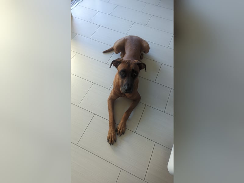 Apollo sucht ein Zuhause