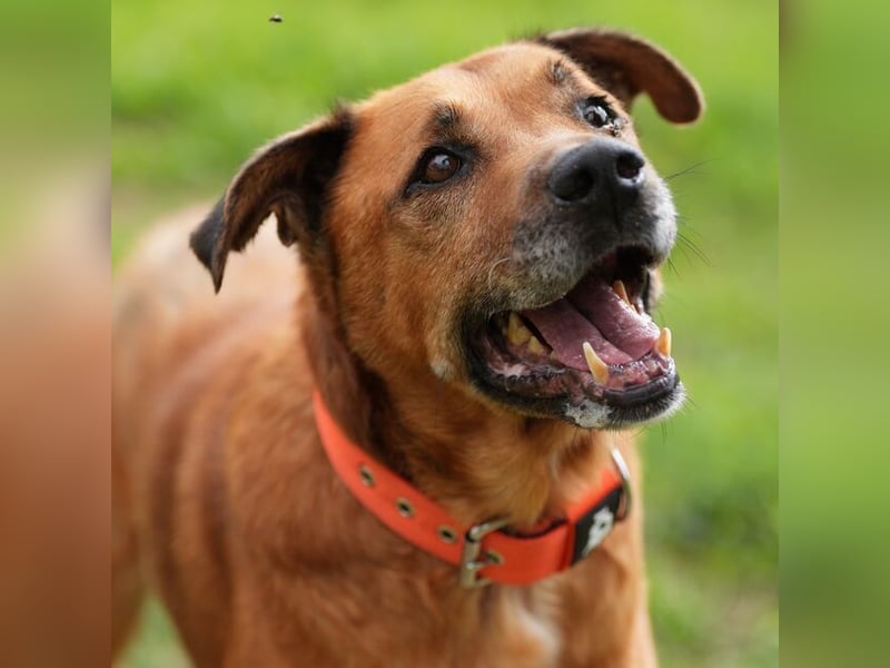 Markus (Spanien) - sucht dringend liebevolles Zuhause