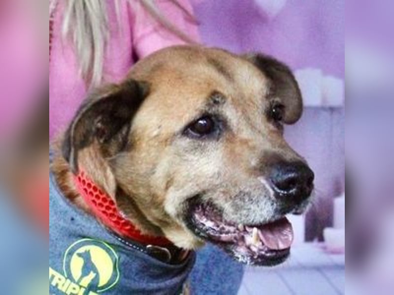 Markus (Spanien) - sucht dringend liebevolles Zuhause