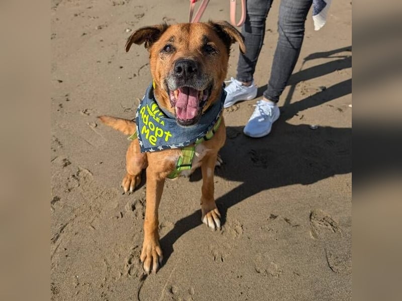 Markus (Spanien) - sucht dringend liebevolles Zuhause