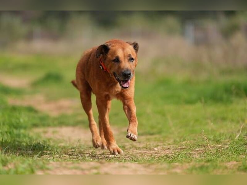Markus (Spanien) - sucht dringend liebevolles Zuhause