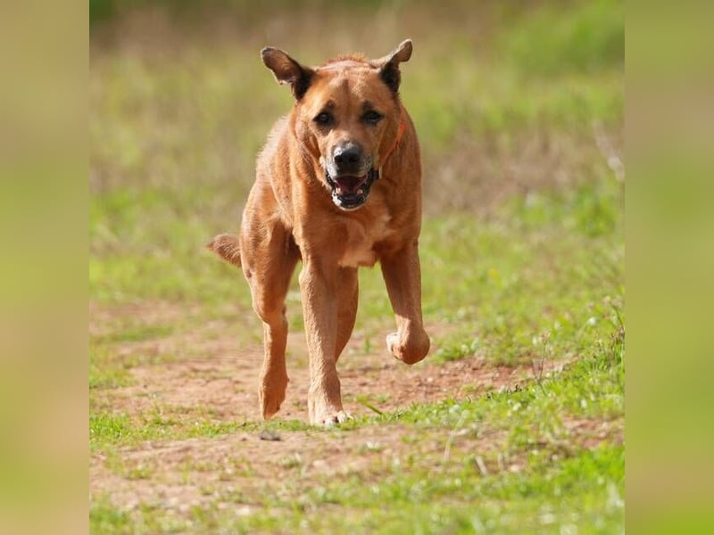Markus (Spanien) - sucht dringend liebevolles Zuhause