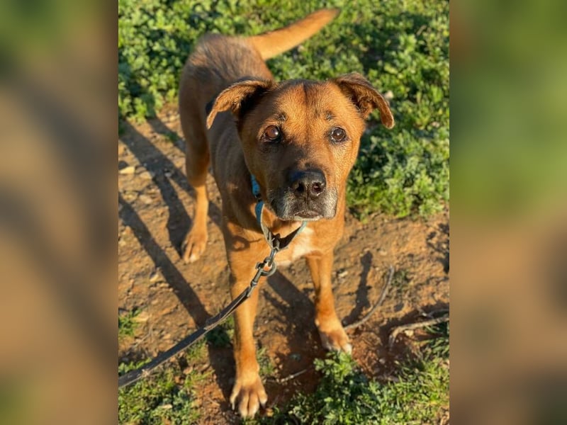 Markus (Spanien) - sucht dringend liebevolles Zuhause
