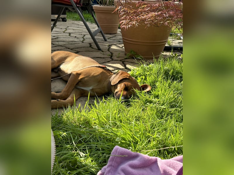 Liebevoller Ridgeback-Mix Gomez