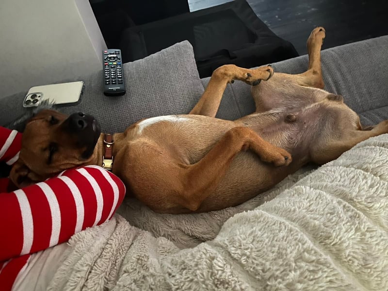 Liebevoller Ridgeback-Mix Gomez