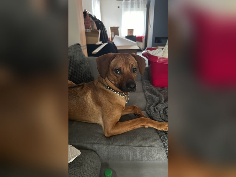 Liebevoller Ridgeback-Mix Gomez