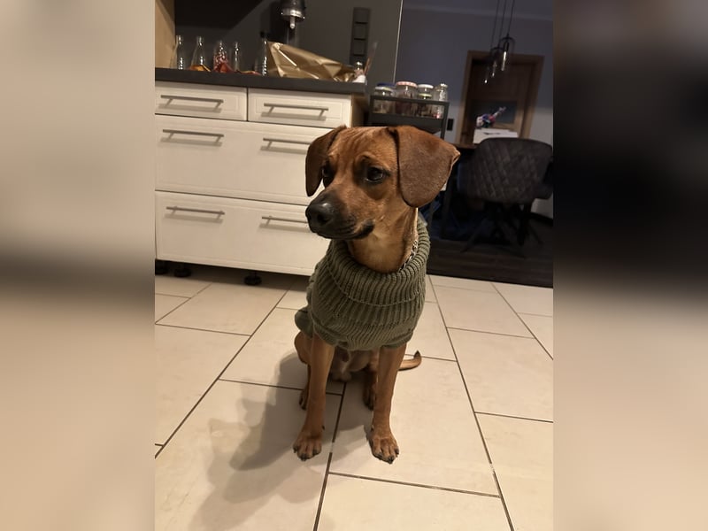 Liebevoller Ridgeback-Mix Gomez