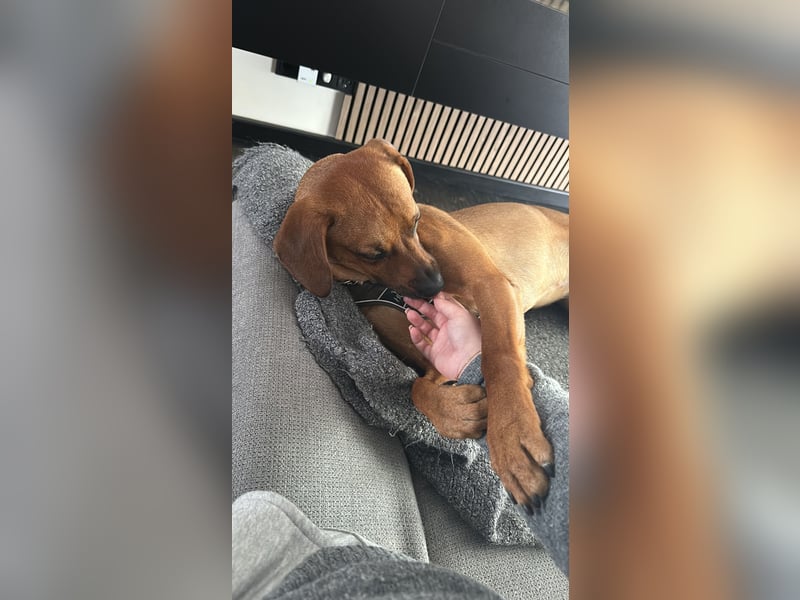 Liebevoller Ridgeback-Mix Gomez
