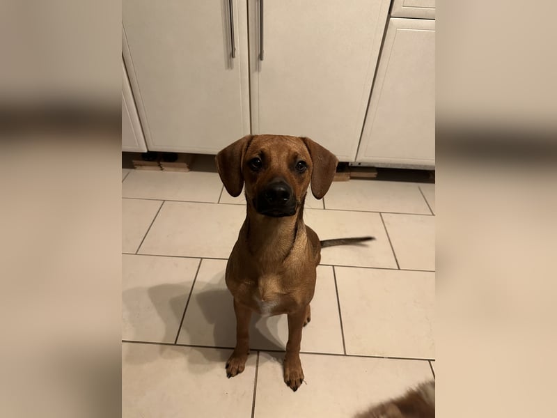 Liebevoller Ridgeback-Mix Gomez