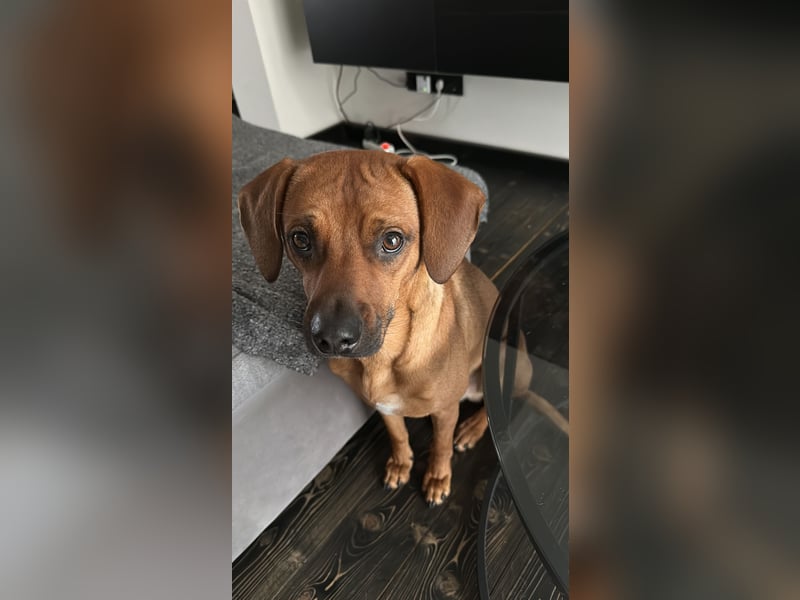Liebevoller Ridgeback-Mix Gomez