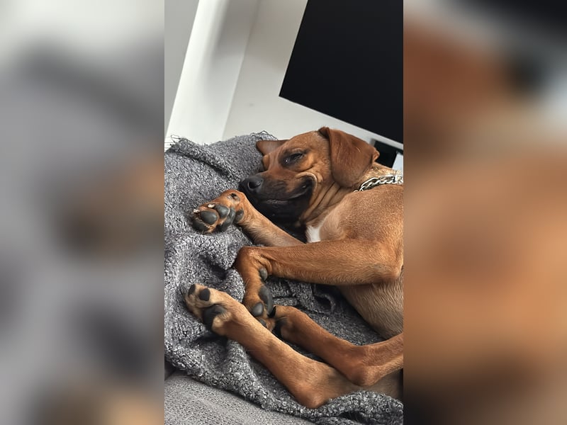Liebevoller Ridgeback-Mix Gomez