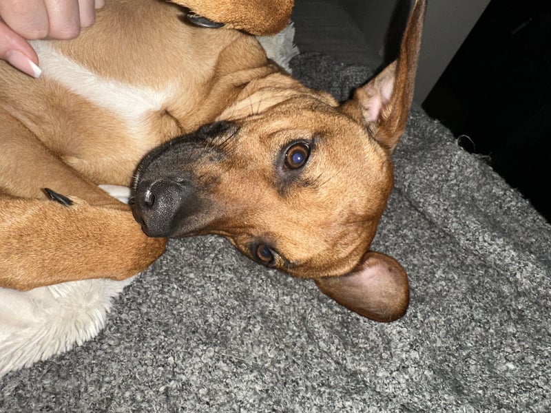Liebevoller Ridgeback-Mix Gomez