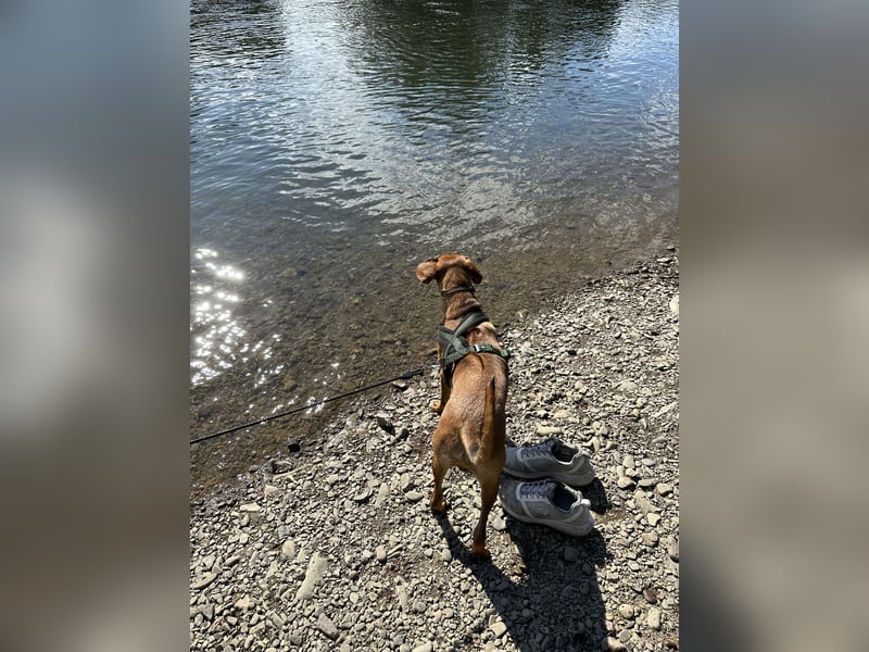 Liebevoller Ridgeback-Mix Gomez