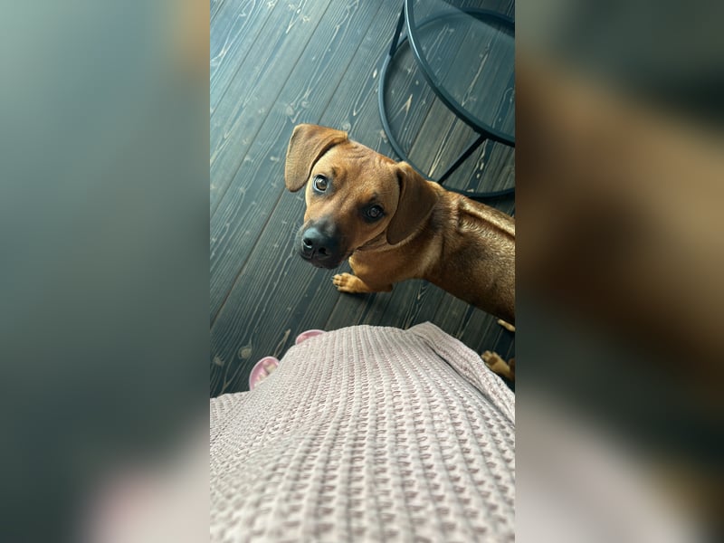 Liebevoller Ridgeback-Mix Gomez