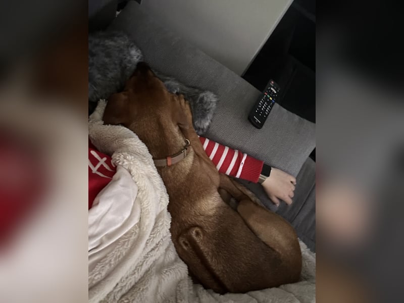 Liebevoller Ridgeback-Mix Gomez