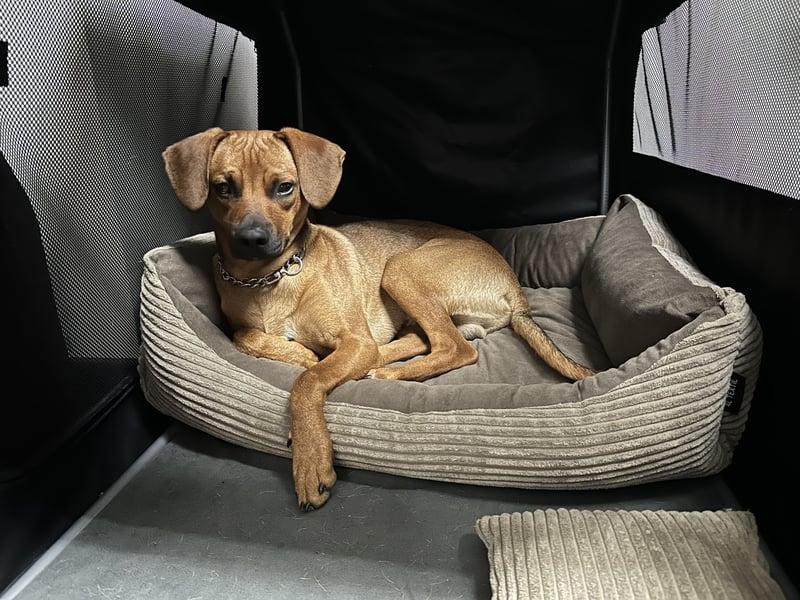Liebevoller Ridgeback-Mix Gomez